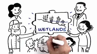 How Wetlands Manage Water