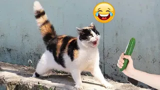 😘😹 Best Cats Videos 😆😂 Best Funny Animal Videos #15