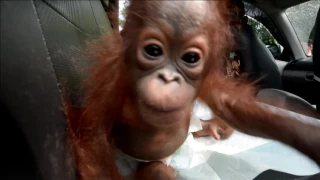 Baby orangutan rescued after being kept as a pet