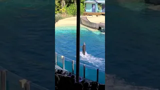 Dolphin Walking on Water - Hey!