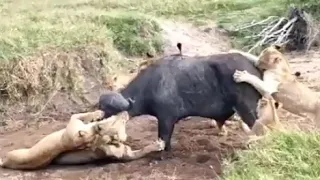 Львы против буйвола