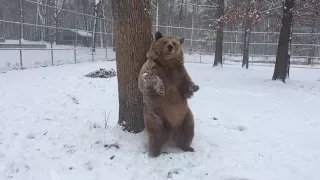 Does a bear itch in the woods?