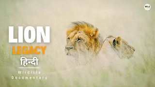 Lion Legacy - हिन्दी डॉक्यूमेंट्री | Animal Planet Hindi documentary, Full Episode