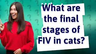 What are the final stages of FIV in cats?