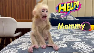 Baby Monkey Momo cry and Run to Find his Mother