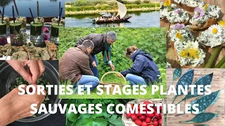 Sorties et stages plantes sauvages comestibles