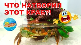 Заселили радужного краба в новый аквариум. Что-то пошло не так!