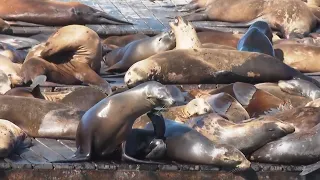 Record number of sea lions have crashed on San Francisco's Pier 39, the most counted there in 15 yea