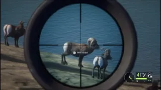 SRP Bighorn Sheep .308