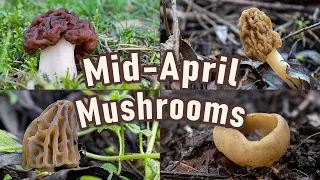 Mushroom Hunting - 16th April 2023 - Early morels | Verpa bohemica | Morel mushrooms | Spring fungi