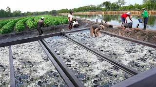 Tilapia and Catfish Farming: A Million-Dollar Industry! How to Succeed in Fish Farming!