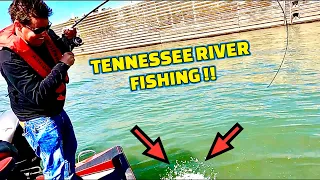 Fishing the TENNESSEE RIVER for Crappie/Smallmouth Bass and Spotted Bass !!!