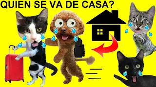 Que animal se va de casa en 24 horas un gato o un perro / Videos de gatos graciosos Luna y Estrella