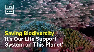 Earth Losing Biodiversity at Alarming Rate