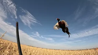 Pheasant Hunting 2022 - Huron, South Dakota