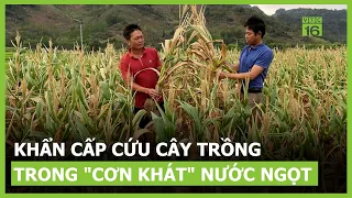 Khẩn cấp cứu cây trồng trong "cơn khát" nước ngọt | VTC16