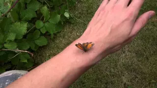 Holding a Butterfly