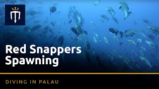 Diving in Palau: Red Snappers Spawning