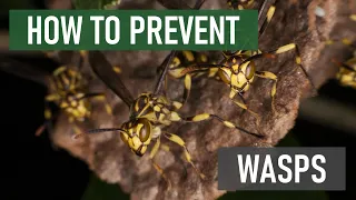 Keep Wasps Away With These 3 Easy Tips! [Wasp Prevention]