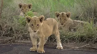 NEWSBREAK  New cubs for Casper the White Lion and his brothers