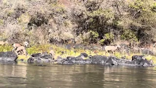 Big Horn Sheep (Ovis canadensis) On The Grande Ronde River