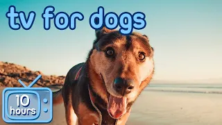 TV for Dogs! 🏖️ Virtual Beach Walking Entertainment for Your Dog!