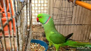 Mithu ki Baat Mithu Tota ki Awaz Talking Parrot Voice #ringneckparrot #parrot #talkingparrot #mithu