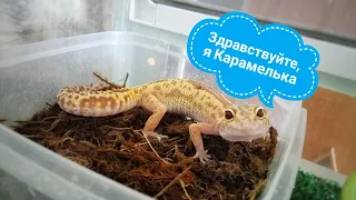 Знакомство с Эушкой | Леопардовый геккон эублефар