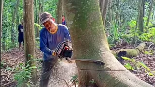 Cutting down trees, building materials for human houses - Stihl chainsaw