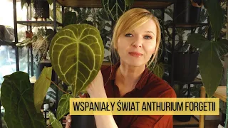 Wspaniały świat Anthurium forgetii. Pokochacie te hybrydy!