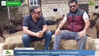 Hələb keçi təsərrüfatı qurmaq sərfəlidirmi?