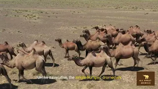 The Bactrian Camel - Majestic Nomads of the Desert