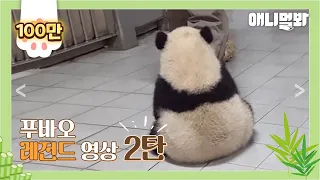 Full Video of Fu Bao From Baby Panda Era to Present