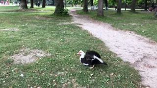 Muscovy duck flying slow motion