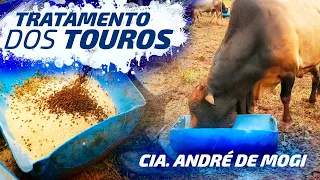 TRATAMENTO DOS TOUROS DE RODEIO - Cia. André de Mogi