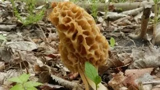 How To Grow Morel Mushrooms