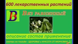 вяз равнинный 600 лекарственных растений