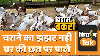 Barbari Goat: अरब तक पसंद की जाती हैं बरबरी बकरियां, आखिर क्या है वजह | Bindas Bakri | Kisan Tak