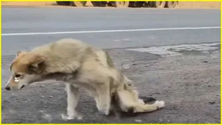 Dog Drags Body On Road, With Last Strength, Looked up to Beg Hundred Passers