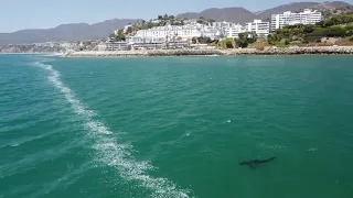 Juvenile great white sharks spotted off Pacific Palisades coast in drone footage | ABC7