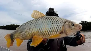 PESCARIA DE PIAPARA NO RIO PARDO!! ISCA CARANGUEJO !!POUSADA DO DOURADO JABORANDI SP