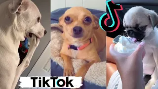 Funny Dogs of TIK TOK ~ Try Not to Laugh ~ TikToks That Make You Go AAWWW ~ Cute Puppies