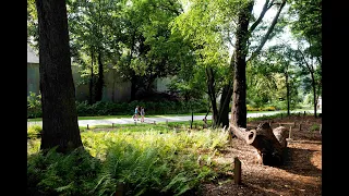 Stumpery Garden: An Atlanta BeltLine Arboretum Space