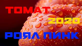 Томат РОЯЛ ПИНК 2020