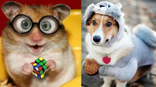 СМЕШНЫЕ  ЖИВОТНЫЕ 2021Видео Для Хорошего Настроения 😉 Funny Animals Cute #Cats #Dogs