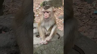 Emotional Rescue: Abandoned Monkey Baly in Tears - Save Him from Hunger