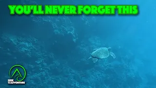 Swimming with Sea Turtle on Maui, Hawaii