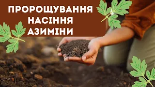 Пророщування насіння азиміни