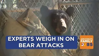 Experts weigh in on bear attack in northern Arizona