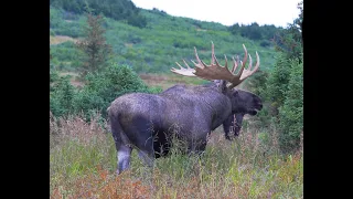 Huge Bull Moose Grumpy is BACK! | MooseMan Video Photography Calendar